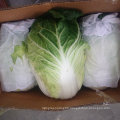 Chinese Fresh Cabbage with Good Quality